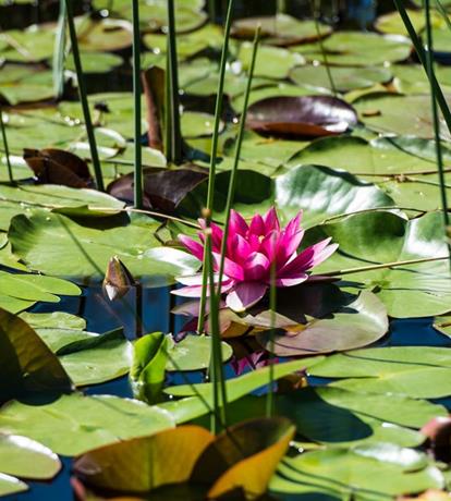 ninfee del laghetto in giardino sporthotel-panorama-d4s2565
