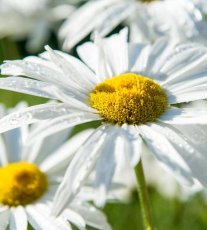 fiori in giardino sport hotel panorama